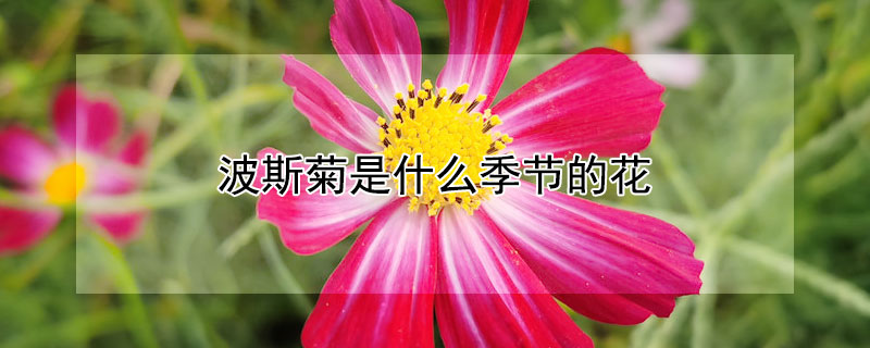 波斯菊是什么季節(jié)的花