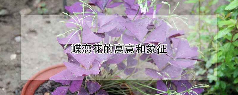 蝶戀花的寓意和象征