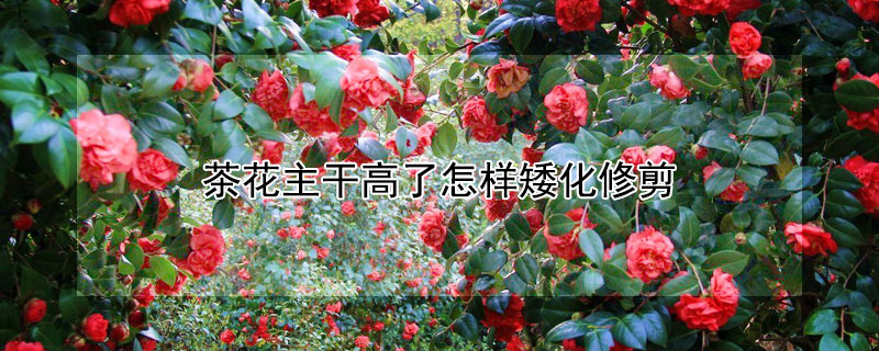 茶花主干高了怎樣矮化修剪