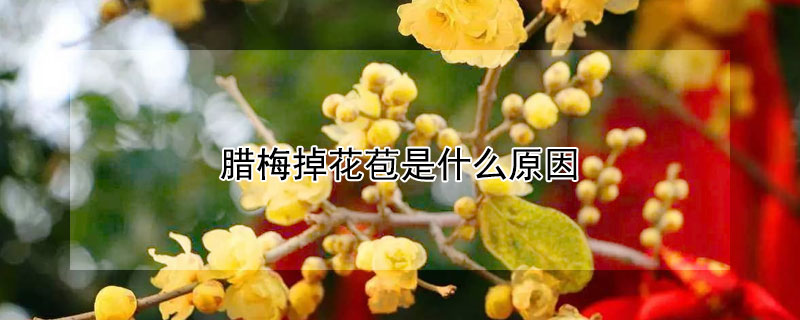 臘梅掉花苞是什么原因