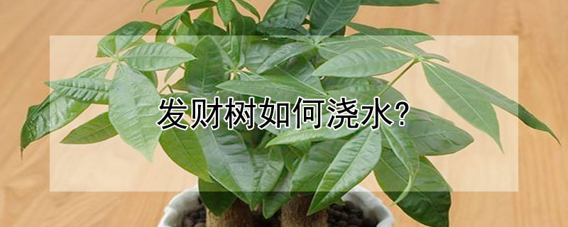 發財樹如何澆水?