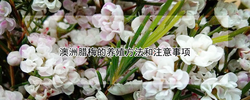 澳洲臘梅的養(yǎng)殖方法和注意事項