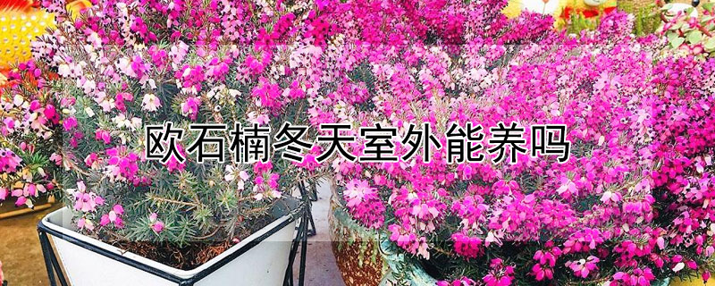 歐石楠冬天室外能養(yǎng)嗎