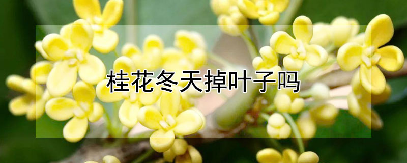 桂花冬天掉葉子嗎