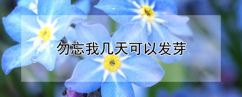 勿忘我?guī)滋炜梢园l(fā)芽