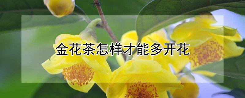 金花茶怎樣才能多開(kāi)花