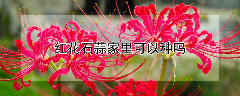 紅花石蒜家里可以種嗎