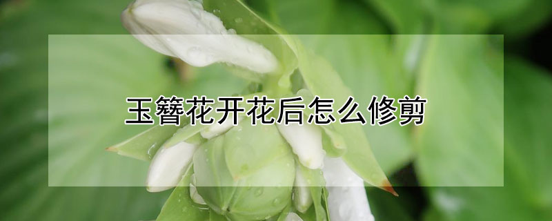 玉簪花開花后怎么修剪