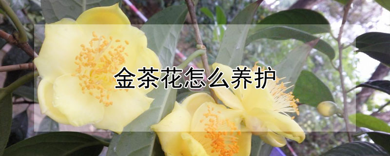 金茶花怎么養(yǎng)護