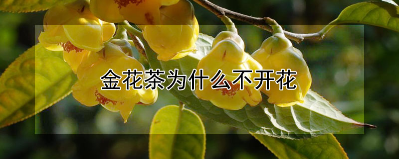 金花茶為什么不開(kāi)花