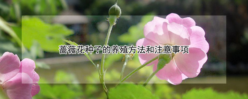 薔薇花種子的養殖方法和注意事項