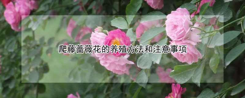 爬藤薔薇花的養(yǎng)殖方法和注意事項