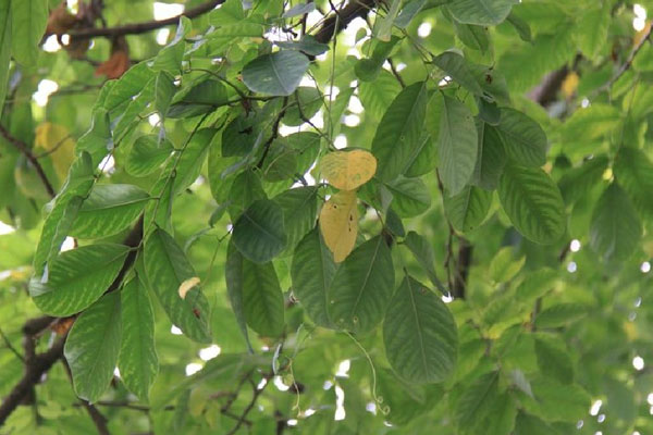 黃檀樹(shù)長(zhǎng)什么樣子