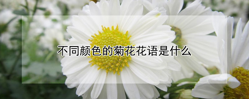 不同顏色的菊花花語是什么