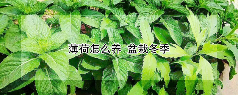 薄荷怎么養(yǎng) 盆栽冬季