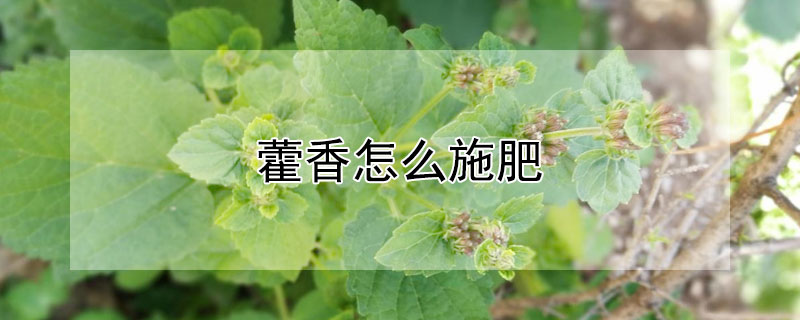 藿香怎么施肥