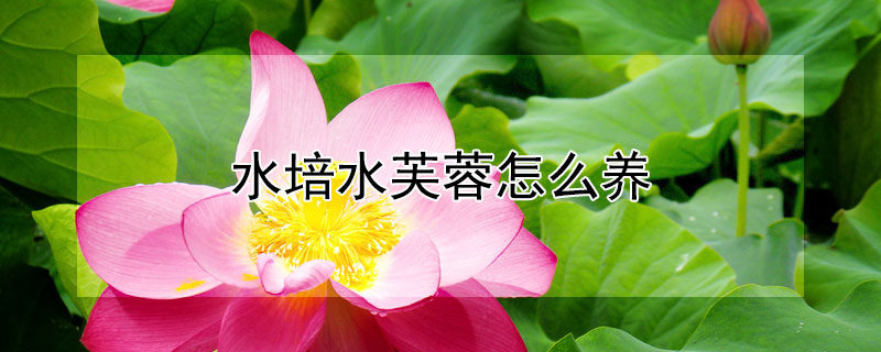 水培水芙蓉怎么養(yǎng)