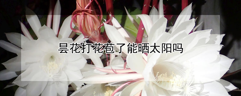 曇花打花苞了能曬太陽(yáng)嗎