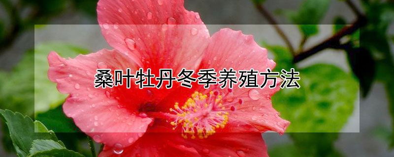 桑葉牡丹冬季養(yǎng)殖方法