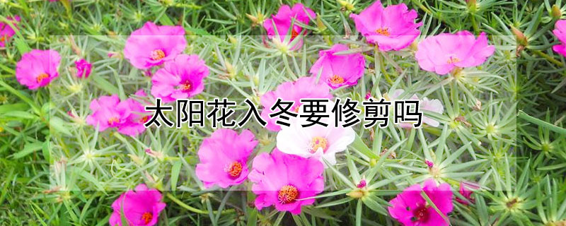 太陽花入冬要修剪嗎