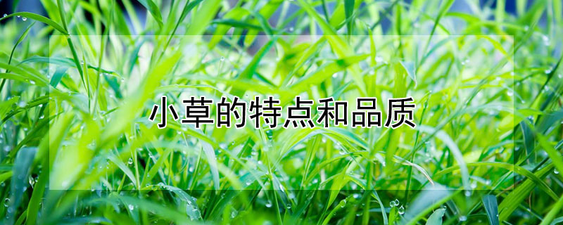 小草的特點(diǎn)和品質(zhì)