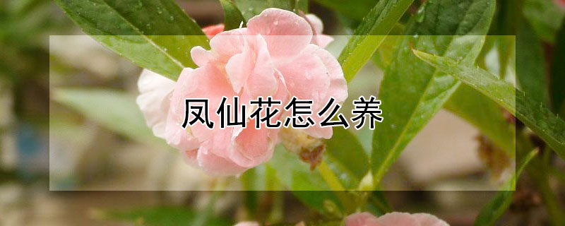 鳳仙花怎么養