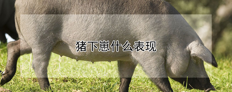 豬下崽什么表現(xiàn)