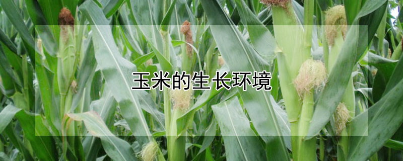 玉米的生長(zhǎng)環(huán)境