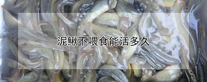 泥鰍不喂食能活多久