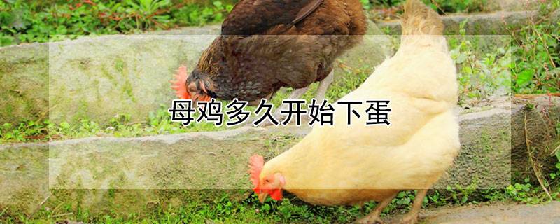 母雞多久開(kāi)始下蛋