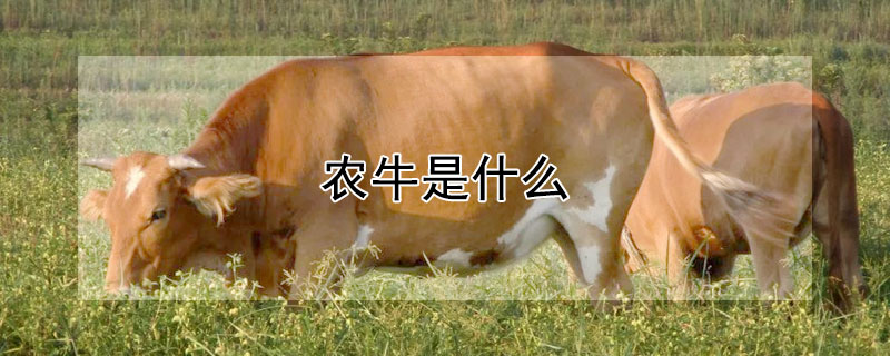 農(nóng)牛是什么