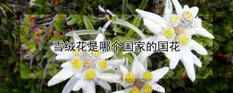 雪絨花是哪個國家的國花