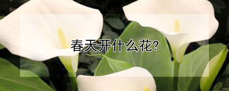 春天開什么花?