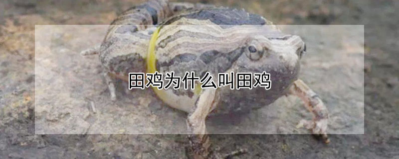 田雞為什么叫田雞