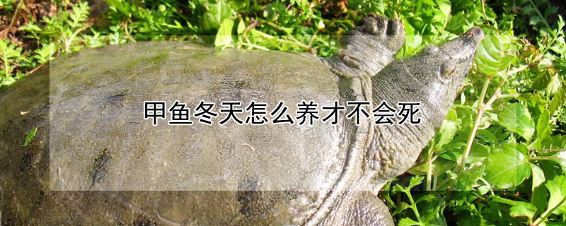 甲魚冬天怎么養才不會死