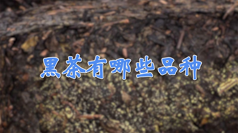 黑茶有哪些品種