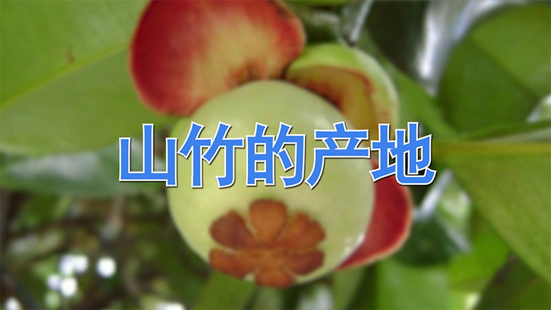 山竹的產(chǎn)地