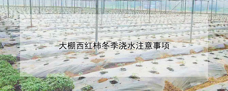 大棚西紅柿冬季澆水注意事項