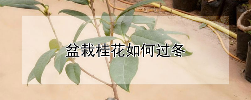 盆栽桂花如何過冬