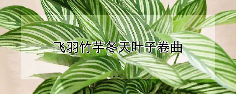 飛羽竹芋冬天葉子卷曲