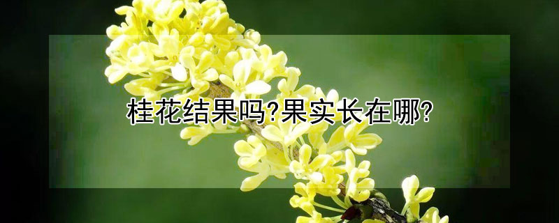 桂花結(jié)果嗎?果實(shí)長(zhǎng)在哪?