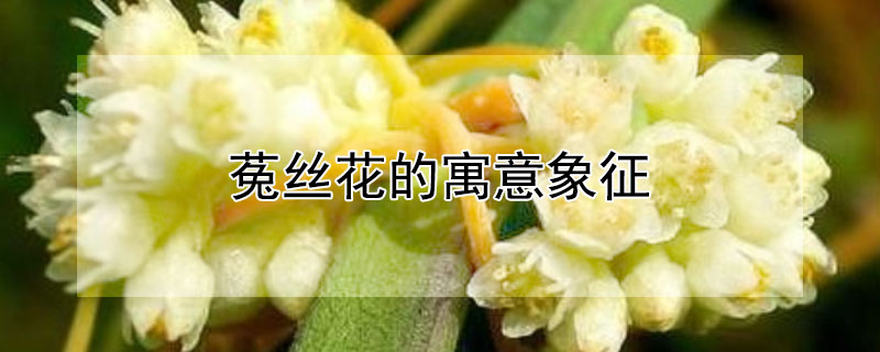 菟絲花的寓意象征