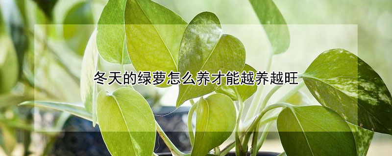 冬天的綠蘿怎么養(yǎng)才能越養(yǎng)越旺