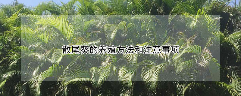 散尾葵的養殖方法和注意事項