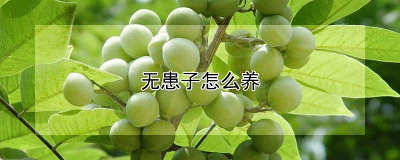 無患子怎么養