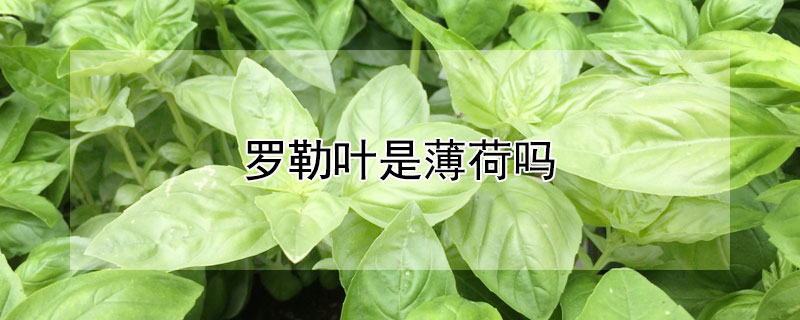 羅勒葉是薄荷嗎