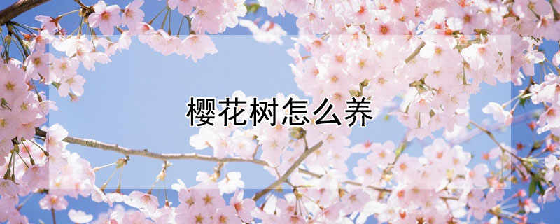 櫻花樹怎么養(yǎng)