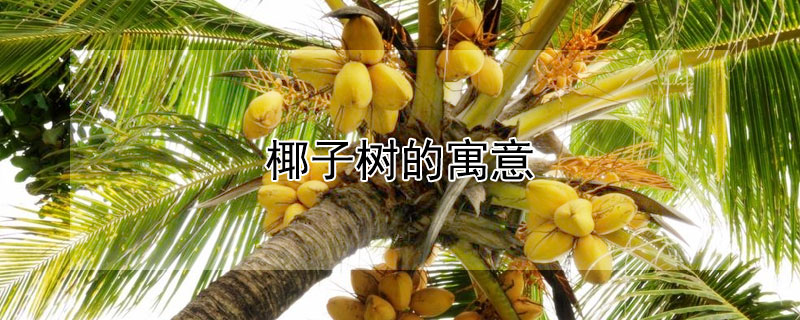 椰子樹(shù)的寓意