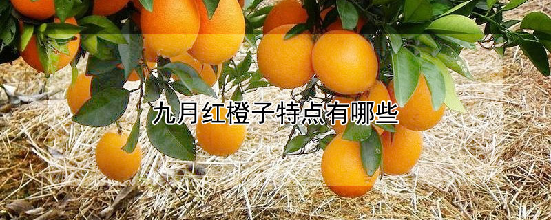 九月紅橙子特點(diǎn)有哪些