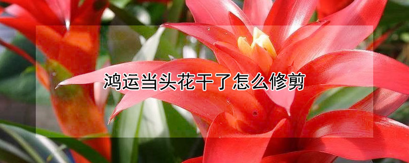 鴻運(yùn)當(dāng)頭花干了怎么修剪